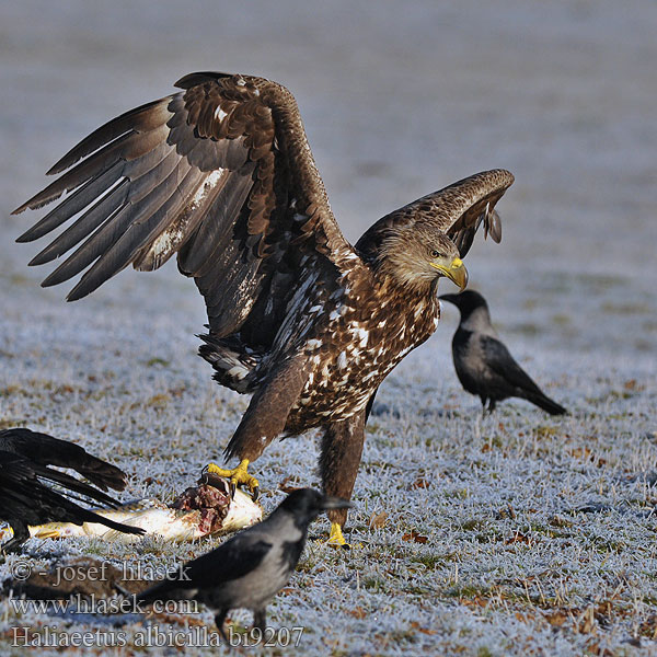 Haliaeetus albicilla Pygargue queue blanche