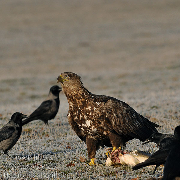 Haliaeetus albicilla Pigargo Europeo coliblanco