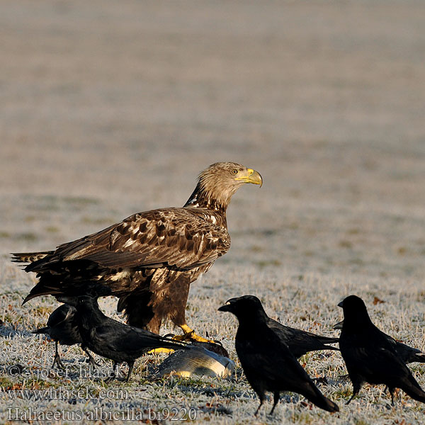 Haliaeetus albicilla Orel mořský Havørn Zeearend Merikotka