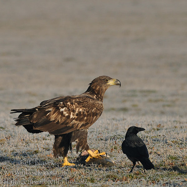 Haliaeetus albicilla Havørn Zeearend Merikotka Aquila mare