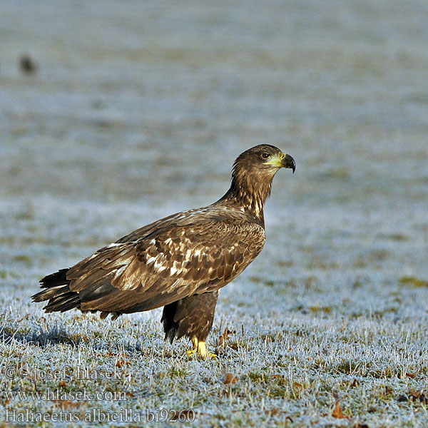 Haliaeetus albicilla bi9260