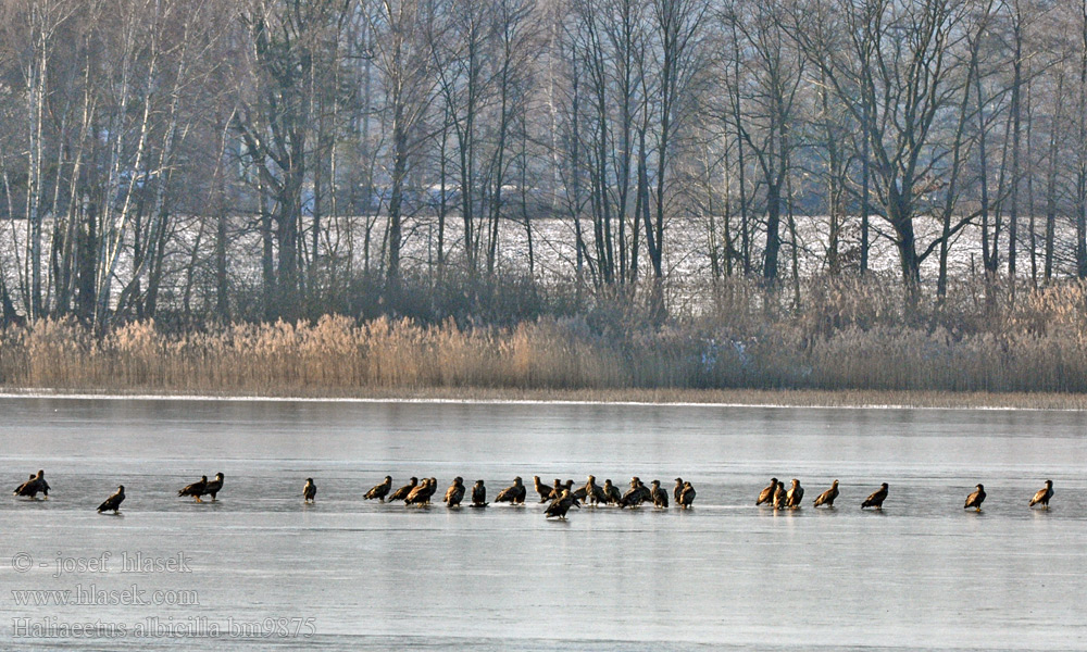 White-tailed Eagle European Sea Gray Haliaeetus albicilla