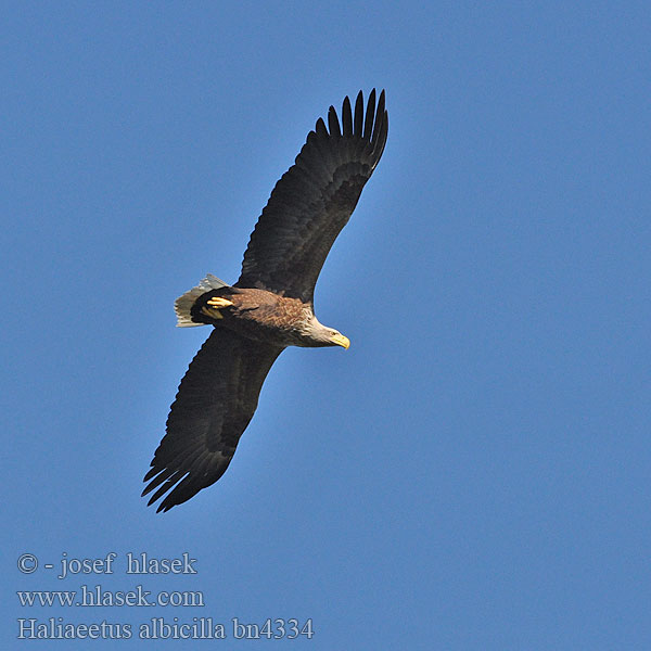 Haliaeetus albicilla bn4334