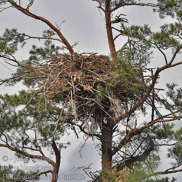 Haliaeetus albicilla bn5012