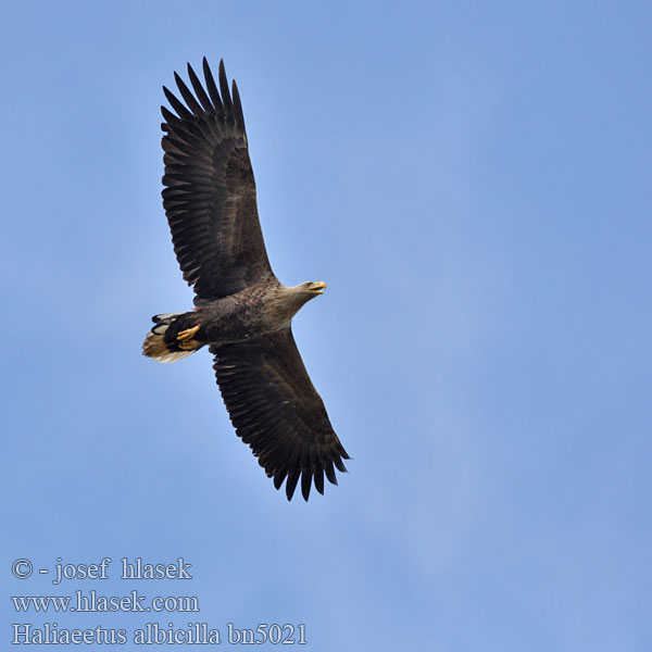 Pigargo Europeo coliblanco Àguila marina Haliaeetus albicilla