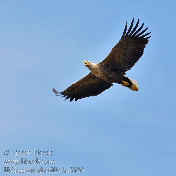 Haliaeetus albicilla bn5030