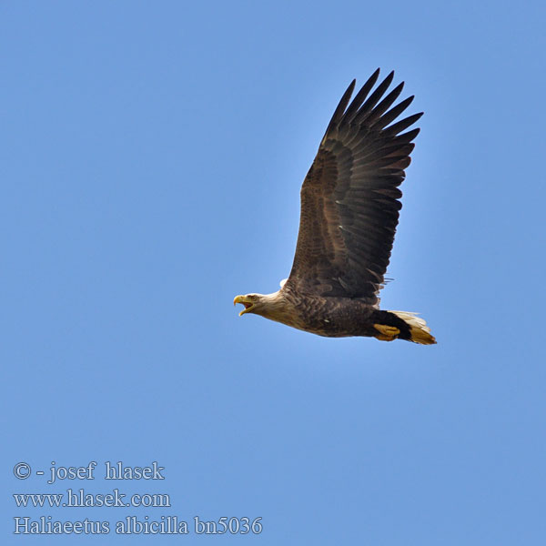 Haliaeetus albicilla bn5036