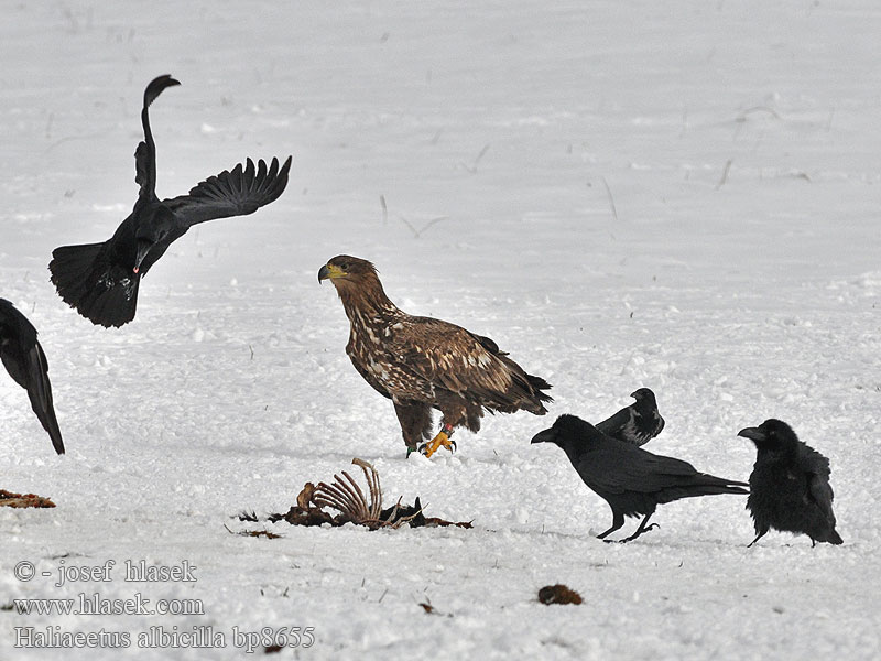 Haliaeetus albicilla bp8655