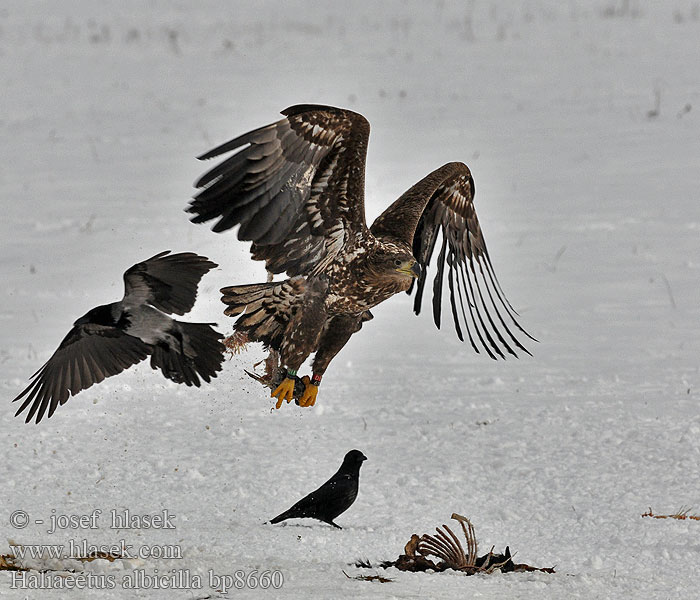 Haliaeetus albicilla Merikotka Aquila mare Orzeł bielik zwyczajny Orliak morský