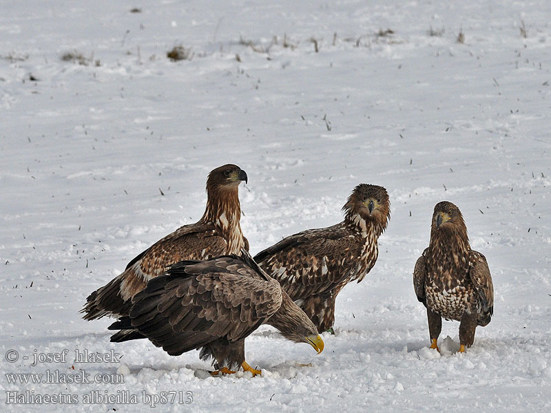 Haliaeetus albicilla bp8713