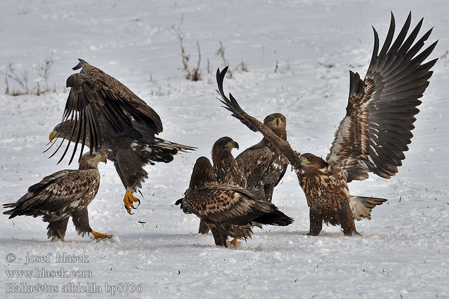 Haliaeetus albicilla Merikotka Aquila mare Orzeł bielik zwyczajny Orliak morský