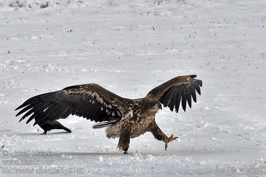 Haliaeetus albicilla Merikotka Aquila mare Orzeł bielik zwyczajny Orliak morský