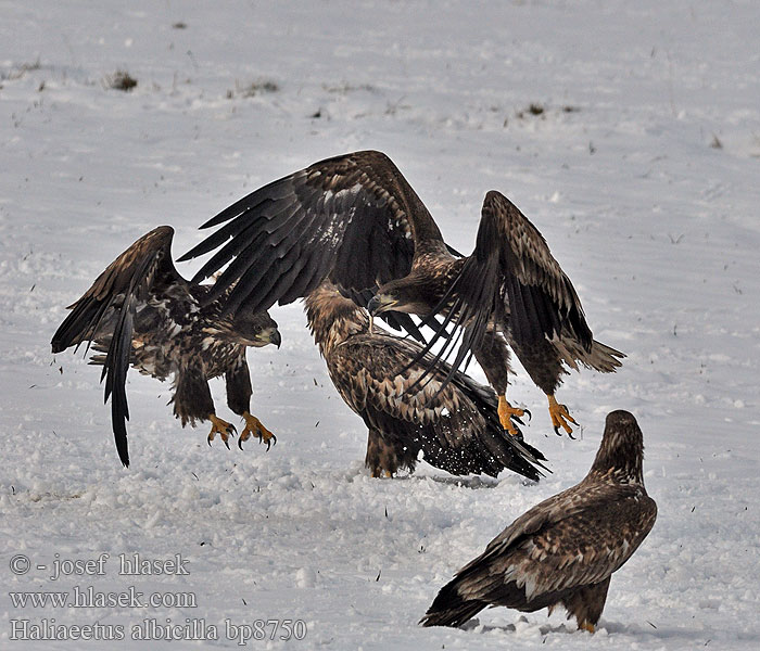 Haliaeetus albicilla bp8750