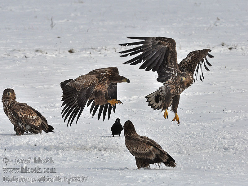 Haliaeetus albicilla Merikotka Aquila mare Orzeł bielik zwyczajny Orliak morský