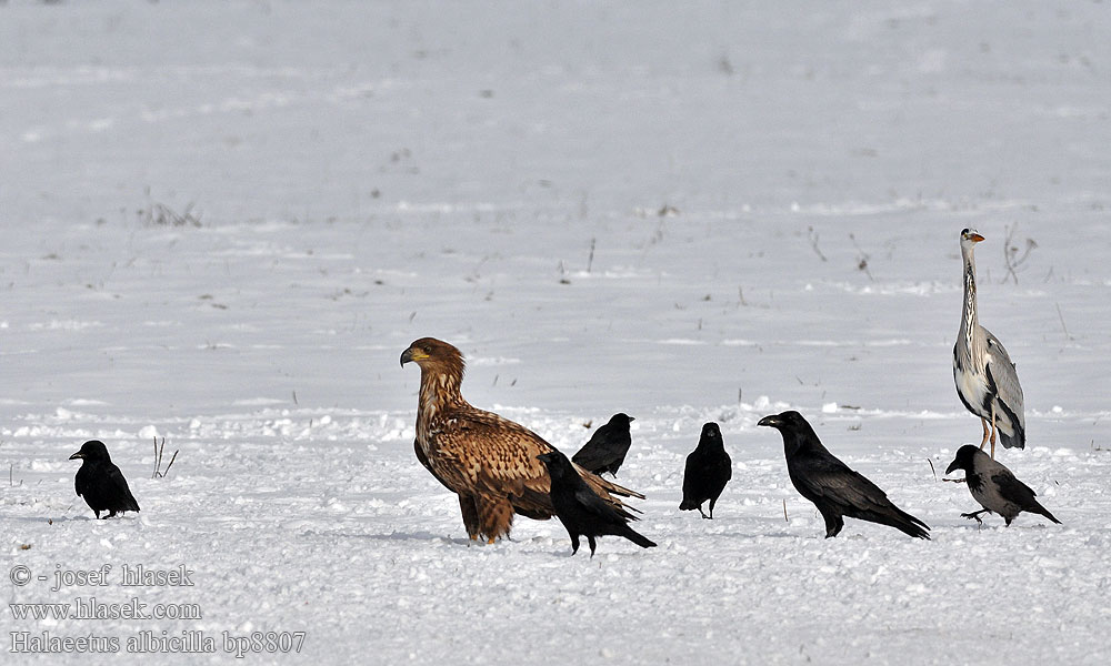 Haliaeetus albicilla Merikotka Aquila mare Orzeł bielik zwyczajny Orliak morský