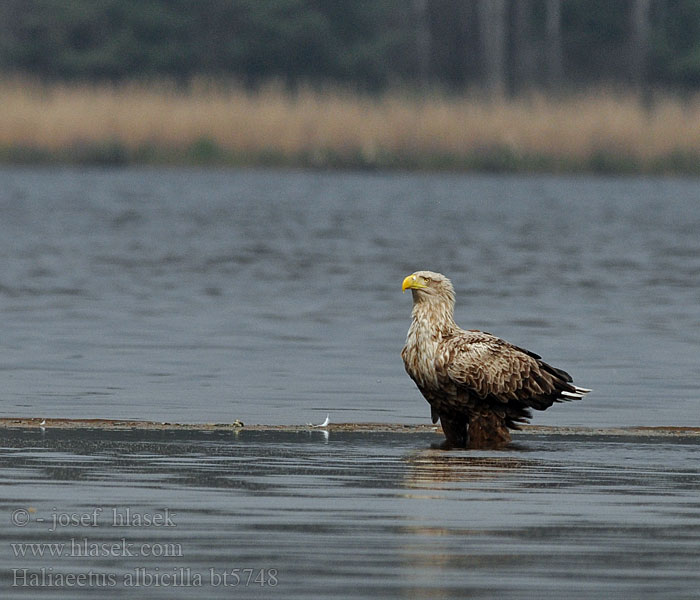 Haliaeetus albicilla Pygargue queue blanche