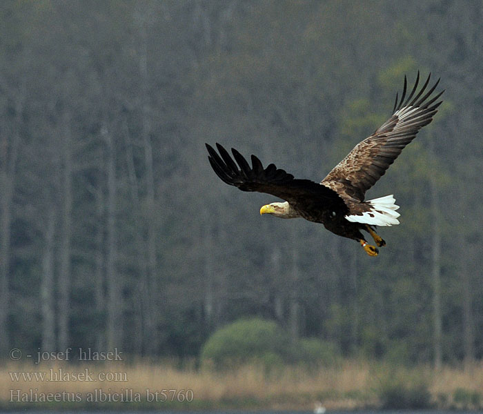 Haliaeetus albicilla Orel mořský