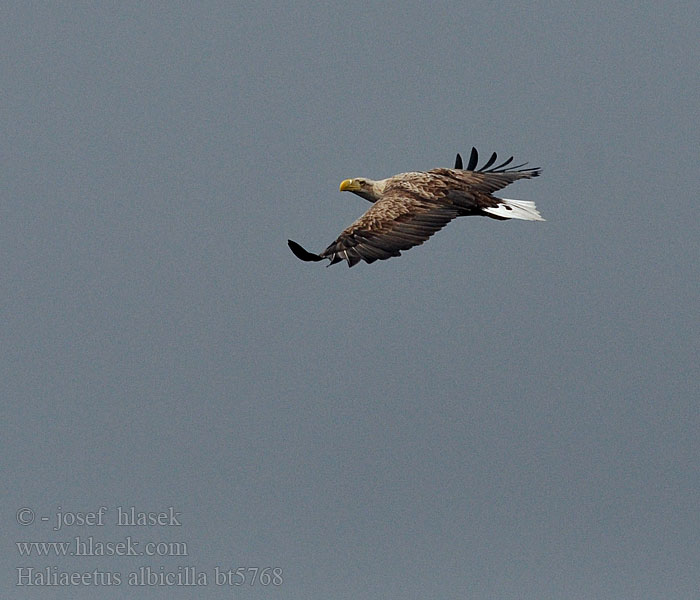 Haliaeetus albicilla White-tailed Eagle