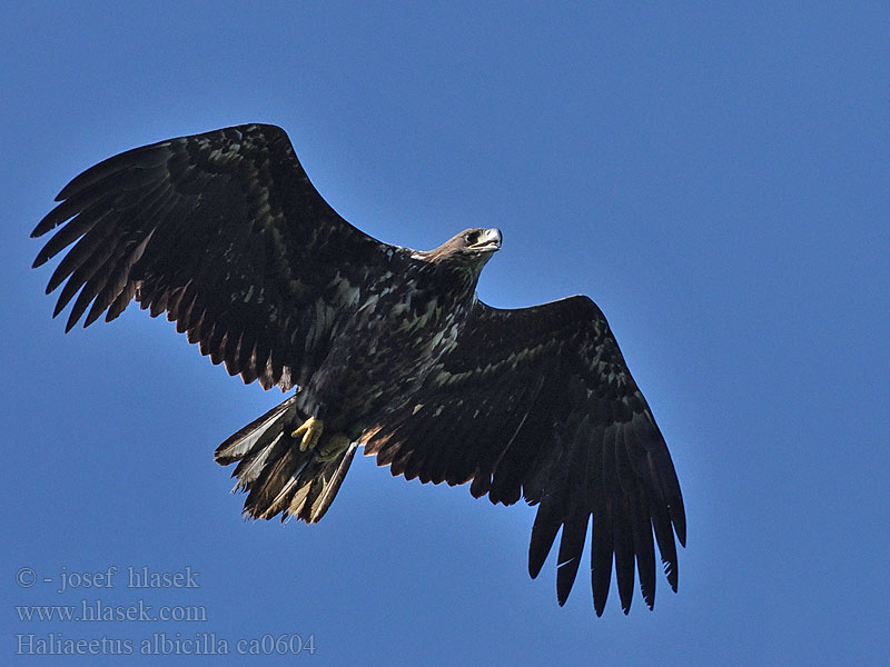 Haliaeetus albicilla Pigargo Europeo coliblanco