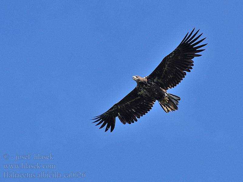 Haliaeetus albicilla Orel mořský