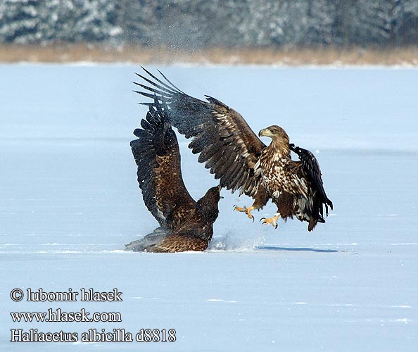 Haliaeetus albicilla d8818