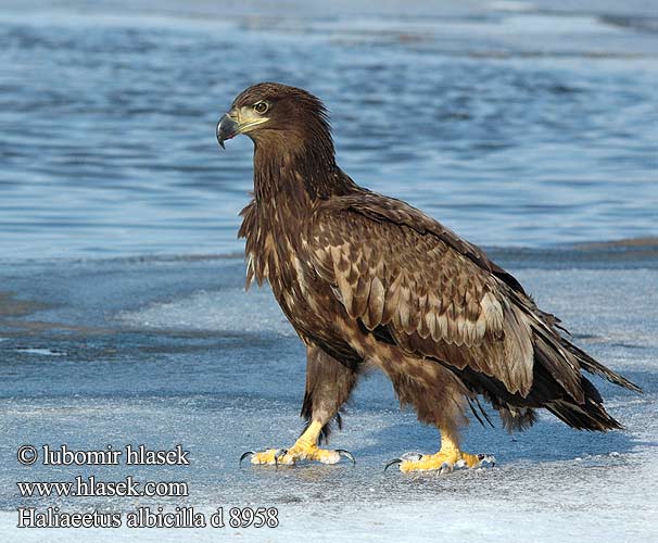 Haliaeetus albicilla d8958