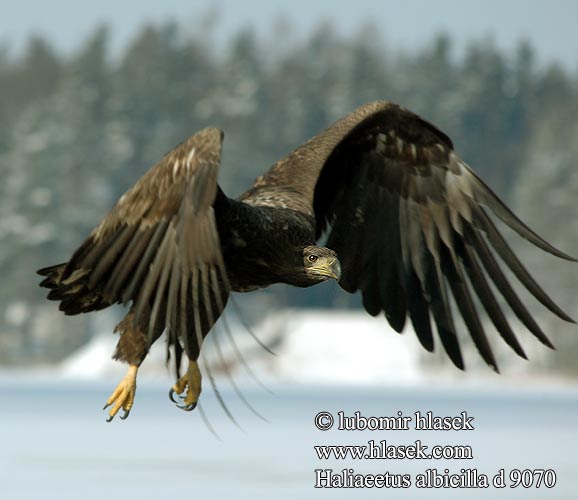 Haliaeetus albicilla d9070