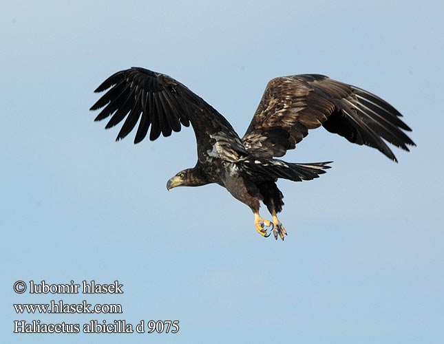 Haliaeetus albicilla d9075