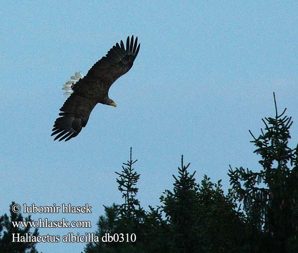 Haliaeetus albicilla db0310