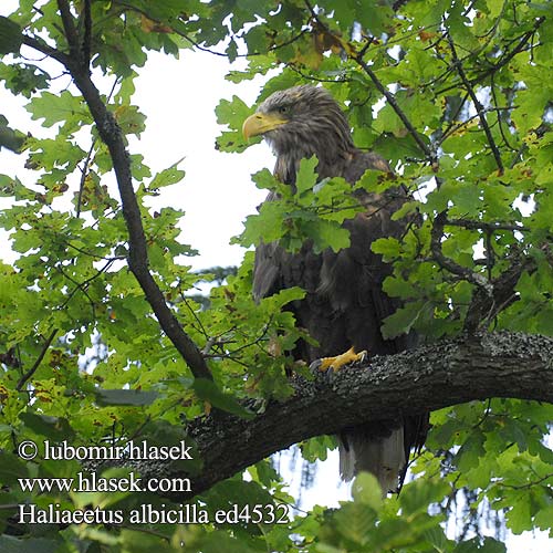 Haliaeetus albicilla White-tailed Eagle European Sea Gray Seeadler