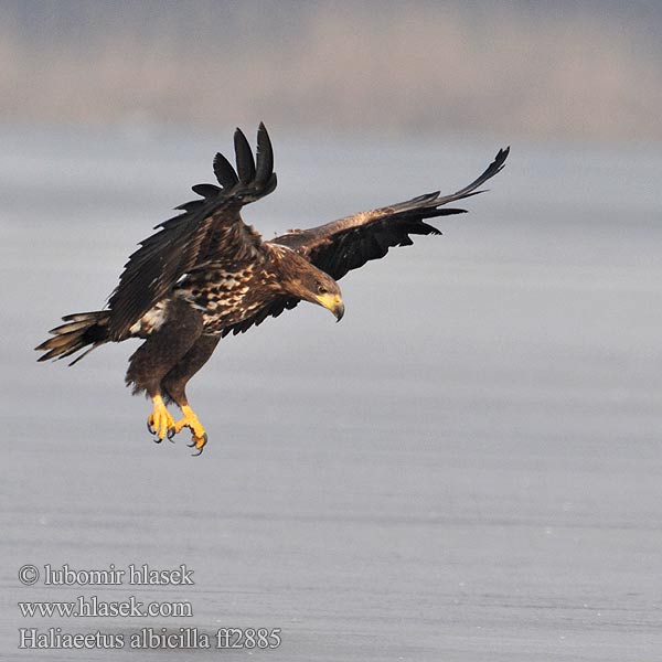 Haliaeetus albicilla Merikotka Aquila mare Havørn