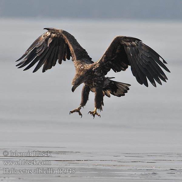 Haliaeetus albicilla Aquila mare Havørn Havsörn