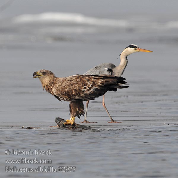 Haliaeetus albicilla Orliak morský Rétisas Merikotkas