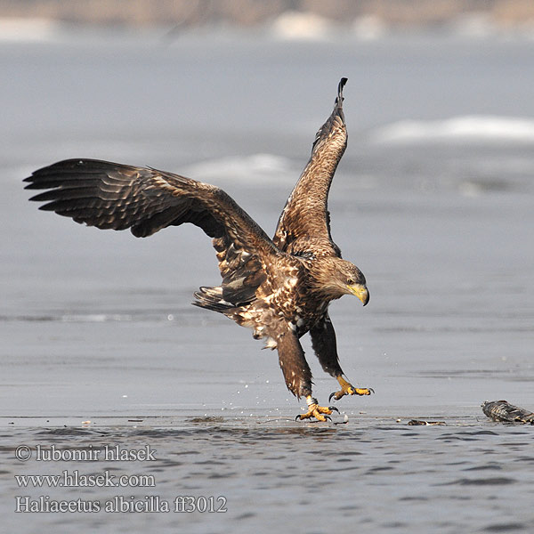 Haliaeetus albicilla Rétisas Merikotkas Θαλασσαετός