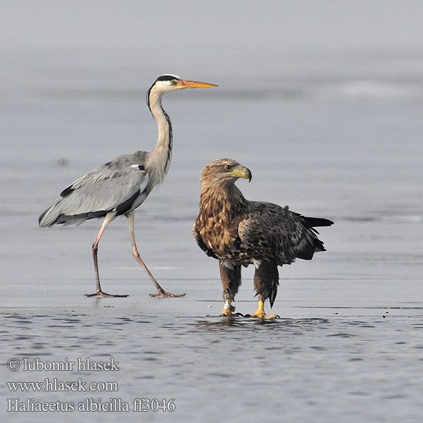 Haliaeetus albicilla Merikotkas Θαλασσαετός