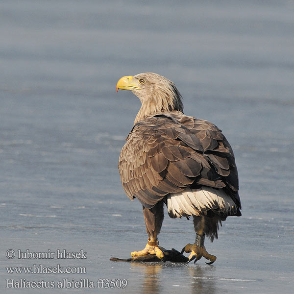 Haliaeetus albicilla Aquila mare Havørn Havsörn