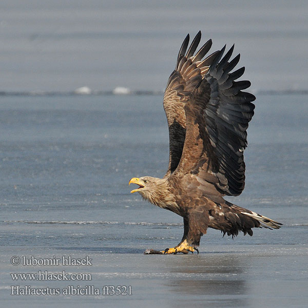 Haliaeetus albicilla Havørn Havsörn Орлан