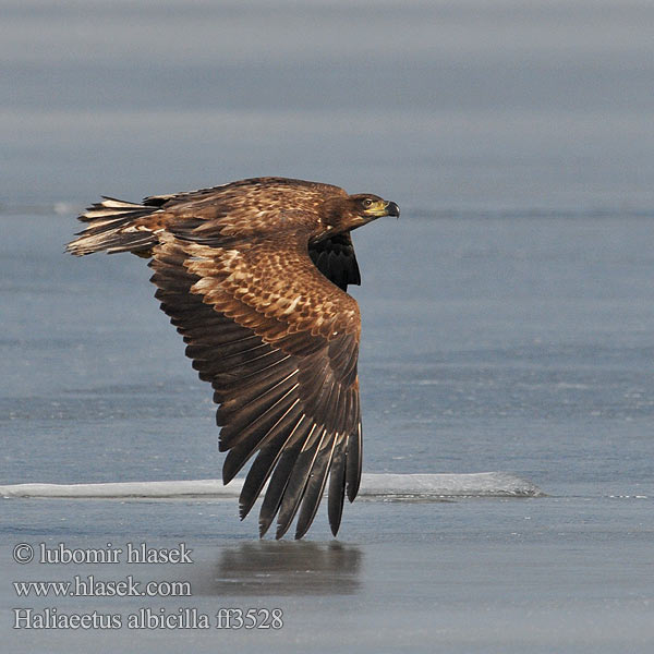 Haliaeetus albicilla ff3528