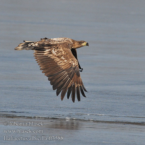 Haliaeetus albicilla Орлан-белохвост