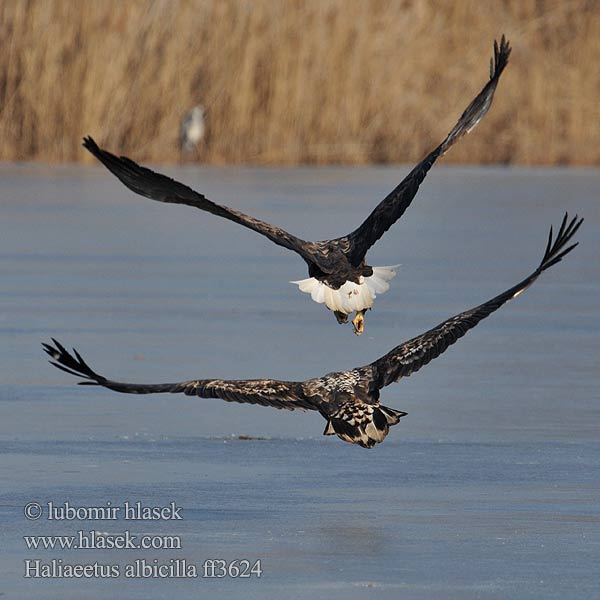 Haliaeetus albicilla Orzeł bielik zwyczajny