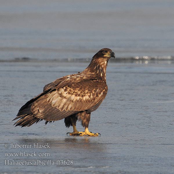 Haliaeetus albicilla Jūras ērglis Orao belorepan