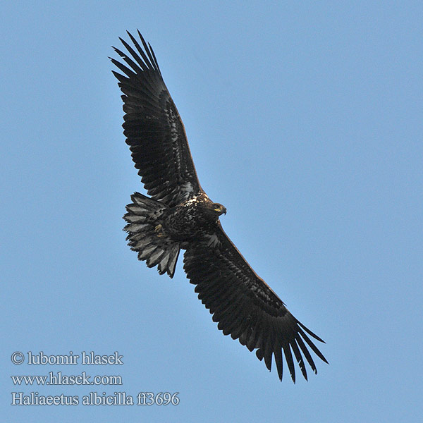 Haliaeetus albicilla Orao belorepan Орао белорепан