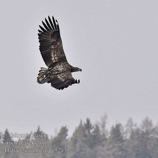 Haliaeetus albicilla g5243