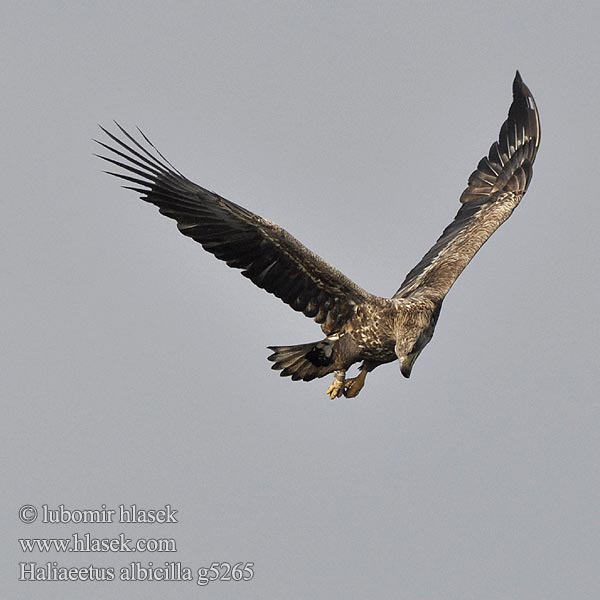 Haliaeetus albicilla Jūrinis erelis オジロワシ