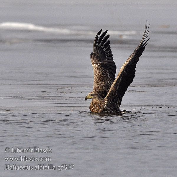 Haliaeetus albicilla オジロワシ