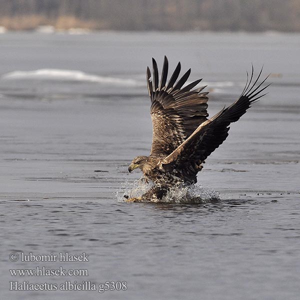 Haliaeetus albicilla g5308