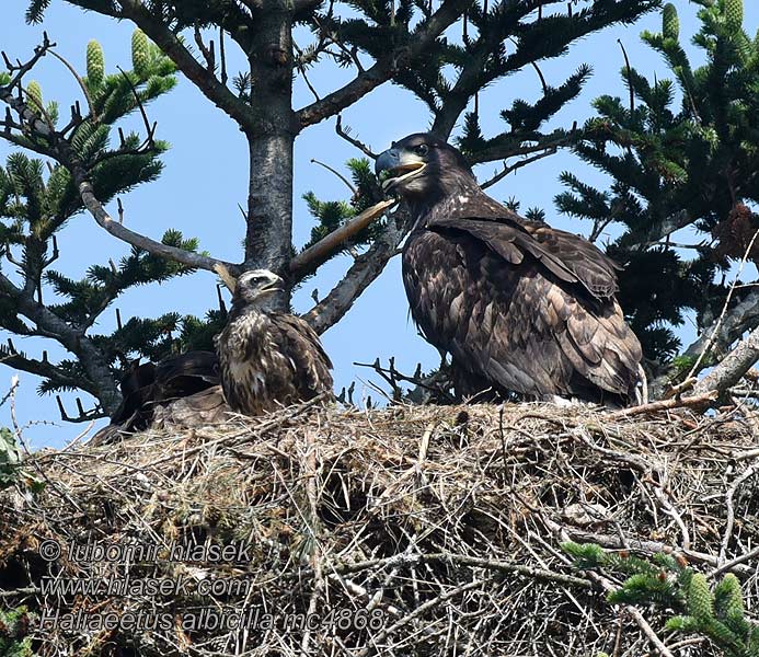 Haliaeetus albicilla