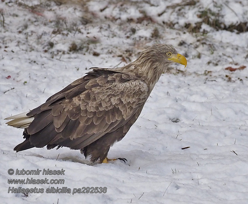 Orel mořský Haliaeetus albicilla