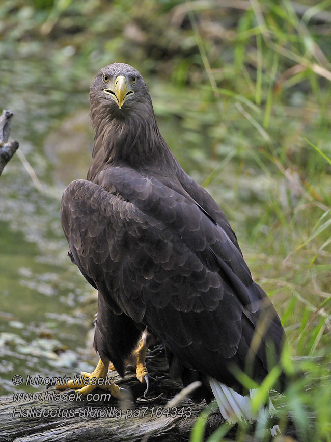 Orel mořský Haliaeetus albicilla