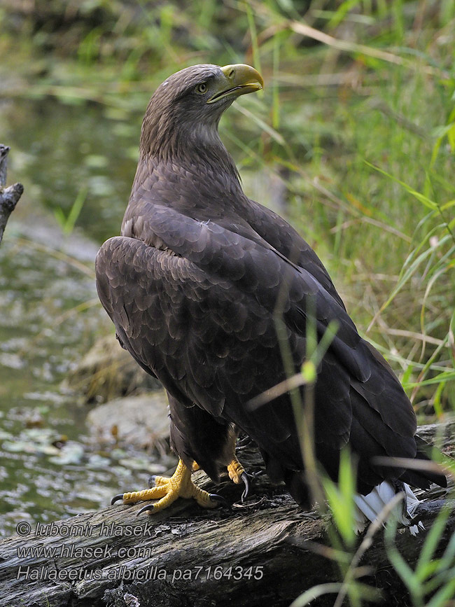 Orel mořský Haliaeetus albicilla